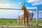 Beautiful Pair of Horses on the Animal Farm