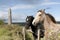 Beautiful pair of Irish horses