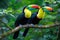 Beautiful pair of Keel-billed toucan