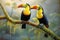 Beautiful pair of Keel-billed toucan
