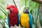 A beautiful pair of macaws perched on a tree