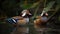 Beautiful pair of Mandarin duck