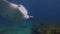 Beautiful Pair Of Manta Rays. Graceful Mantas Group. Sea Rays In Calm Blue Water