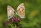 A beautiful pair of mating Brown Argus Butterfly, Aricia agestis, perching on a flower in a meadow.