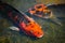 Beautiful pair mixed Orange-black color fancy carp fish in shallow water pond.