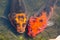 Beautiful pair mixed Orange-black color fancy carp fish in shallow water pond.