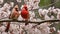 Beautiful pair of Northern cardinal