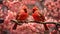 Beautiful pair of Northern cardinal