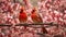 Beautiful pair of Northern cardinal