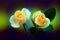 Beautiful pair of peach roses on abstract colorful background