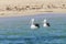 Beautiful pair of pelicans near the sandy beach of Rockingham, Western Australia