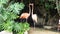 Beautiful pair of pink flamingos, exotic creatures due to the beauty of their plumage as well as being traveling animals that walk