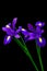 Beautiful pair of purple iris flowers on black background