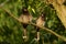 Beautiful pair of  red-vented bulbul Pycnonotus cafersitting on tree branch