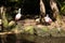 Beautiful pair of roseate spoonbills pelecaniform birds belonging to the family Threskiornithidae, which inhabit the tropical