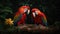 Beautiful pair of Scarlet macaw