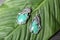 Beautiful pair of silver earrings with amazonite gemstones on green leaf