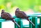 Beautiful pair of spotted pigeons or doves resting on fence