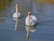 A beautiful pair of swans foraging in the afternoon sun near Abenberg in Bavaria. Their colours so clear and graceful, with many