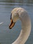 A beautiful pair of swans foraging in the afternoon sun near Abenberg in Bavaria. Their colours so clear and graceful, with many