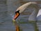 A beautiful pair of swans foraging in the afternoon sun near Abenberg in Bavaria. Their colours so clear and graceful, with many