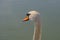 A beautiful pair of swans foraging in the afternoon sun near Abenberg in Bavaria. Their colours so clear and graceful, with many