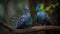 Beautiful pair of Victoria crowned pigeon