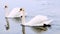 Beautiful pair of white mute swans, Cygnus olor, swimming together.