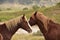 Beautiful Pair of Wild Spanish Mustangs with Noses Together