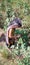 Beautiful Pakistani little girl picking cotton in field with cultural dress green environment