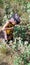 Beautiful Pakistani little girl picking cotton in field with cultural dress green environment