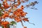 Beautiful palas flowers on blur background blooming in summer.