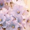 Beautiful pale blue flowers of African violet or Saintpaulia close-up