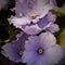 Beautiful pale blue flowers of African violet or Saintpaulia close-up
