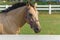 Beautiful Pale Brown Horse, a quarter stallion in the field looking aside