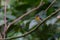 Beautiful pale brown with yellow feathers on its chest bird perching on curve stick in nature, manificent female Indochinese Blue