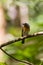 Beautiful pale brown with yellow feathers on its chest bird perching on curve stick in nature, manificent female Indochinese Blue