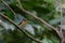 Beautiful pale brown with yellow feathers on its chest bird perching on curve stick in nature, manificent female Indochinese Blue