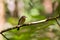 Beautiful pale brown with yellow feathers on its chest bird perching on curve stick in nature, manificent female Indochinese Blue