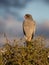 Beautiful Pale Chanting Goshawk in Sunlight