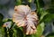 Beautiful pale color of Chinese Hibiscus Daddys Girl flower