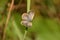 Beautiful pale grass blue  pseudozizeeria maha butterfly .