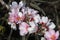 Beautiful pale pink flowers in bloom of Prunus dulcis, commonly known as sweet almond tree