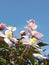 Beautiful pale pink flowers from Clematis Montana `Mayleen` in Spring