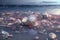 Beautiful pale pink large shells and pale pink conch on the beach