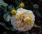 Beautiful pale yellow shabby rose with buds against dark green leaves