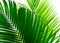 Beautiful palm leaf isolated