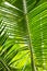 Beautiful palm leaves with background of a real jungle