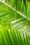 Beautiful palm leaves with background of a real jungle