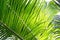 Beautiful palm leaves with background of a real jungle